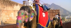 elephant safari